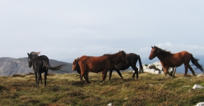 Cabalos salvaxes na serra da Faladoira